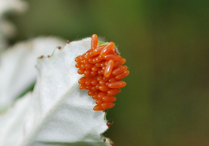 Crisolina lucida e ovature; no: Chrysomela populi