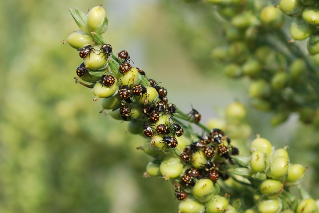 Nezara viridula -neanidi in sequenza