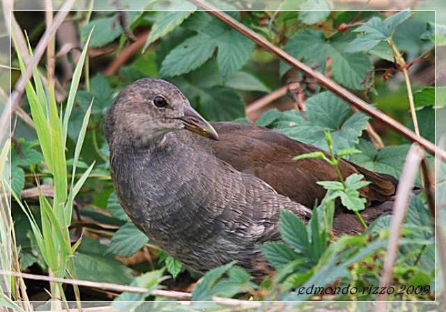 Gallinula chloropus yuv.