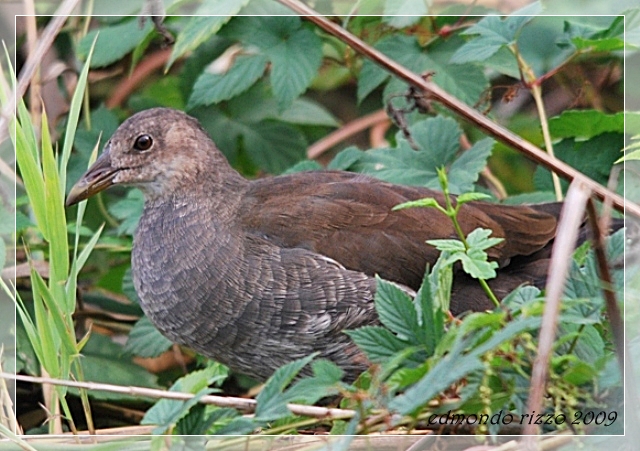 Gallinula chloropus yuv.