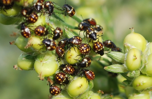 Nezara viridula -neanidi in sequenza