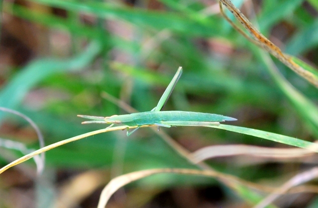 Giovane Acrida ungarica mediterranea