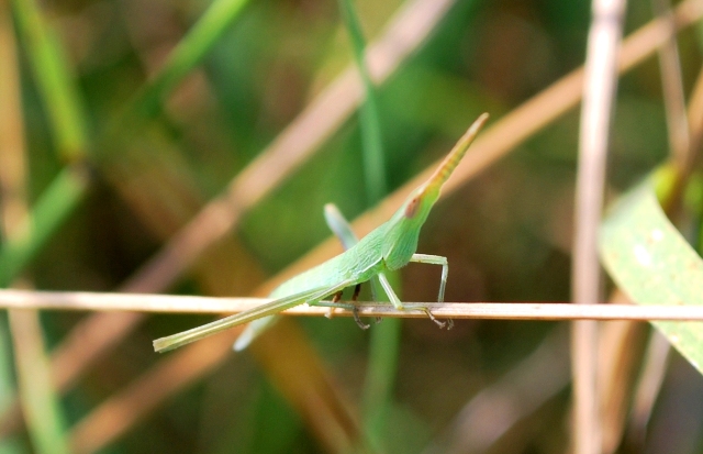 Giovane Acrida ungarica mediterranea