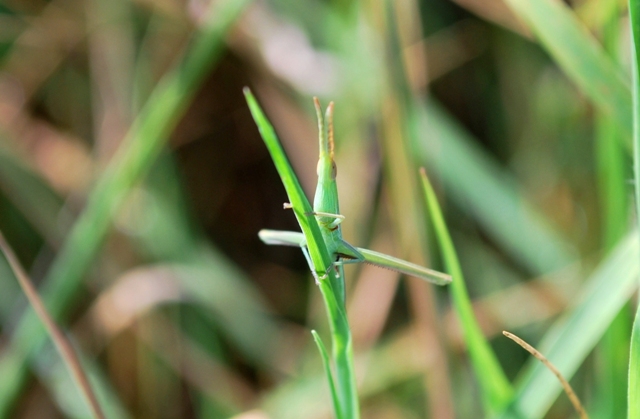 Giovane Acrida ungarica mediterranea