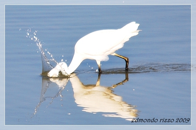 Avifauna humor
