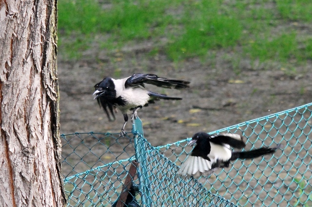 Cornacchie predatrici
