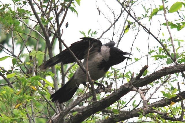Cornacchie predatrici