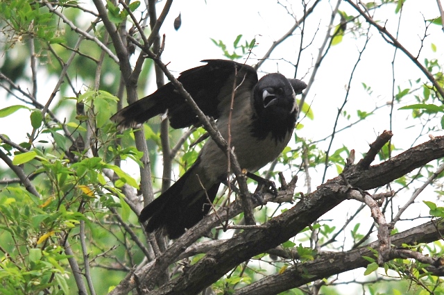 Cornacchie predatrici