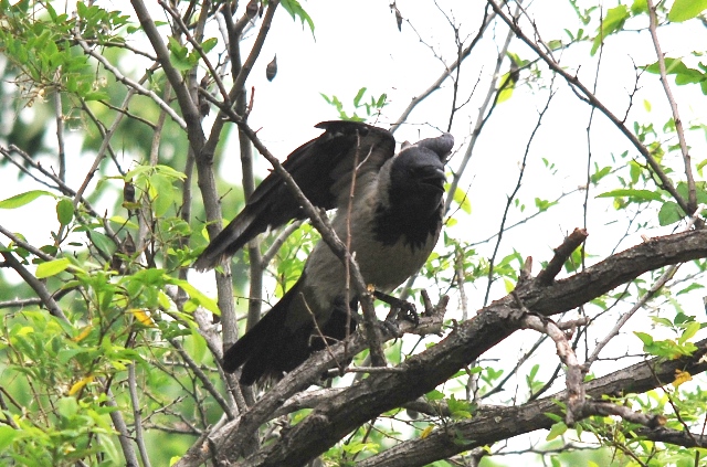 Cornacchie predatrici