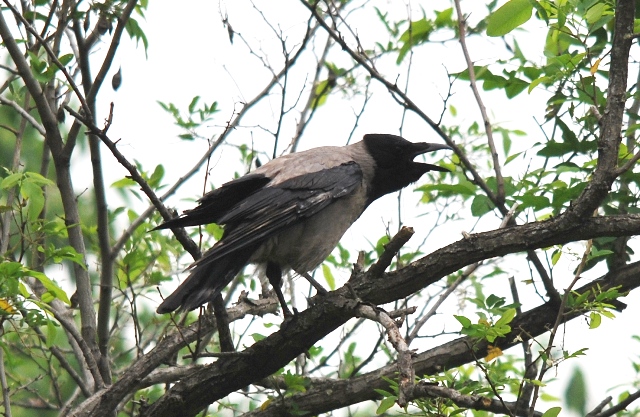Cornacchie predatrici