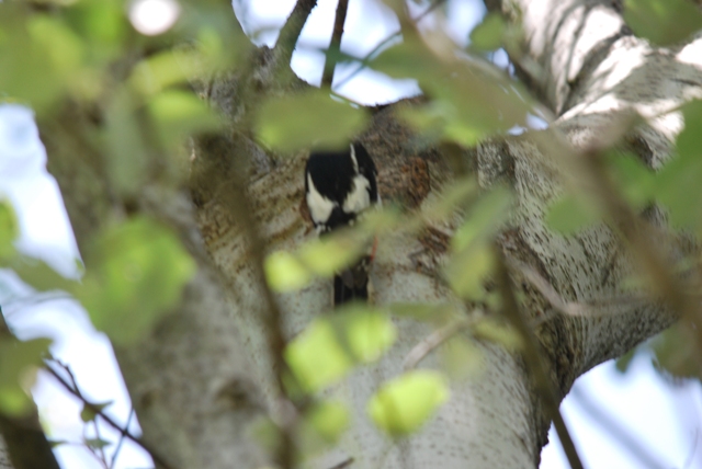 Picchio rosso maggiore