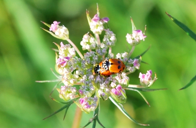 Hippodamia variegata