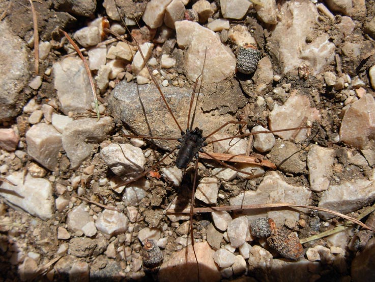 Platybunus sp. da Alta Badia