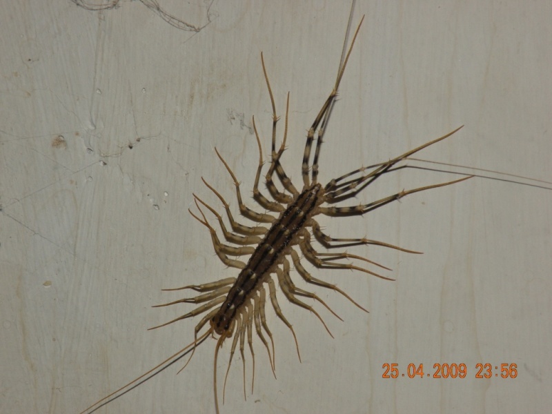 Scutigera coleoptrata