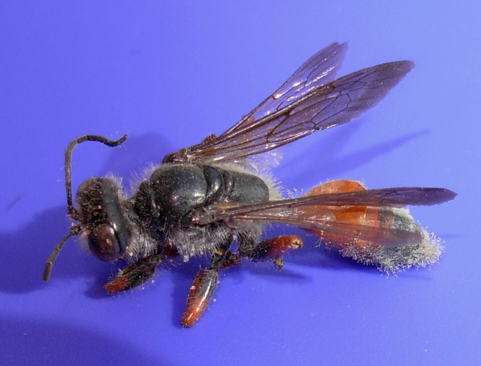 imenotteri trovati morti