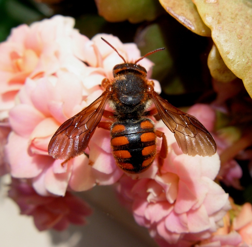 Un''apide coloratissima (Rhodanthidium sticticum).