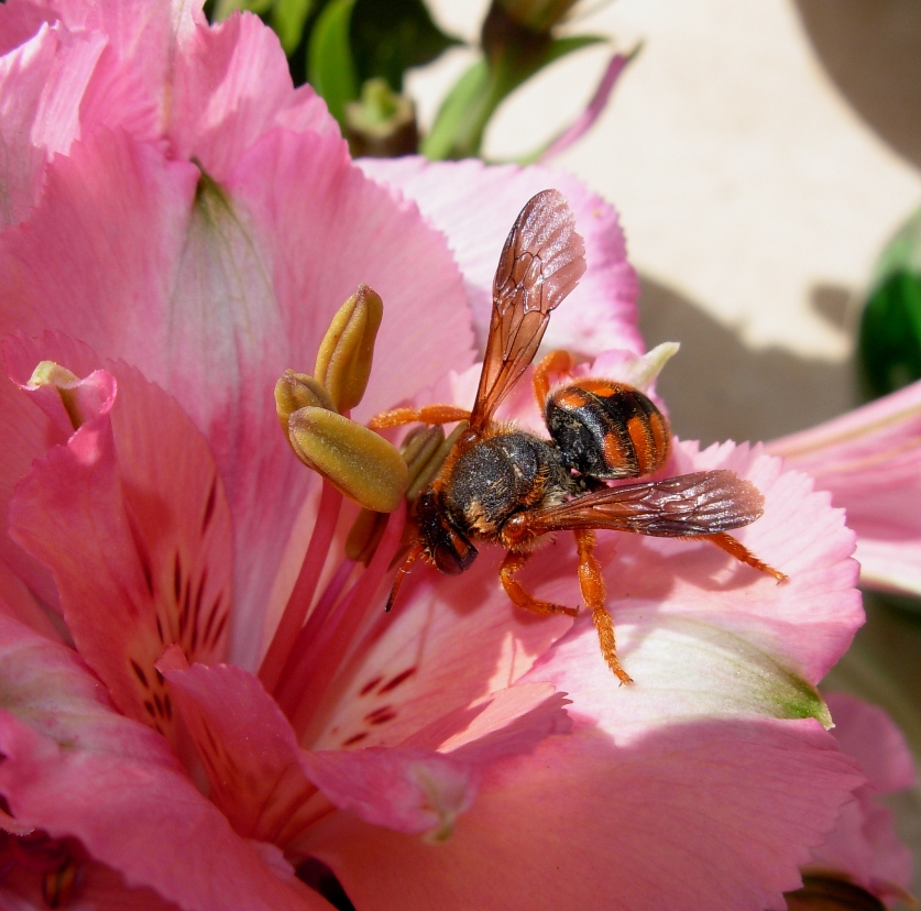 Un''apide coloratissima (Rhodanthidium sticticum).