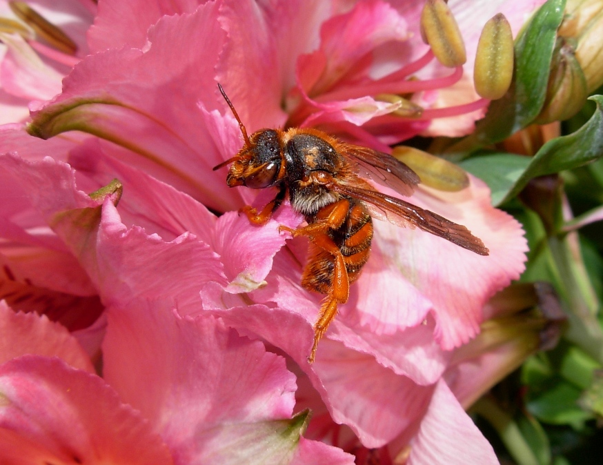 Un''apide coloratissima (Rhodanthidium sticticum).