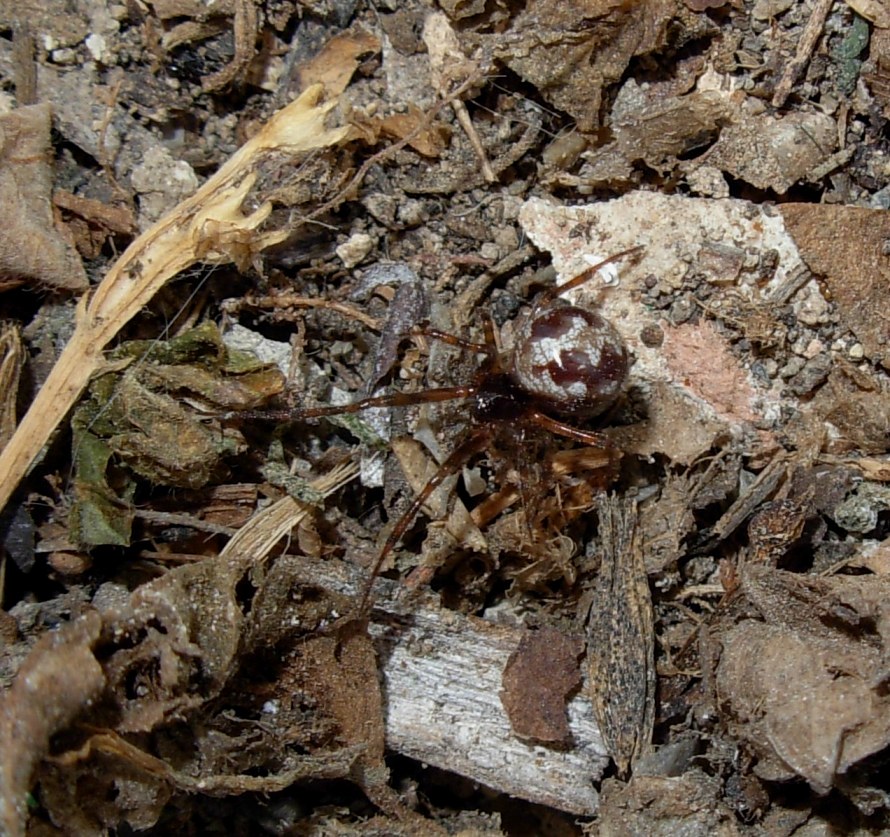 Steatoda triangulosa