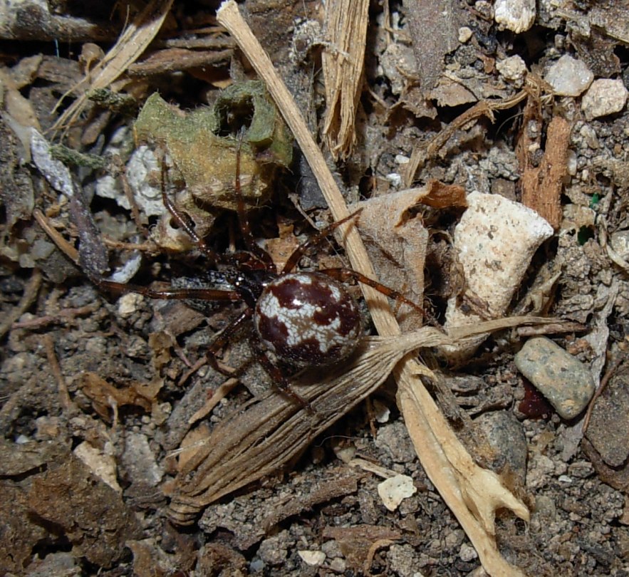 Steatoda triangulosa
