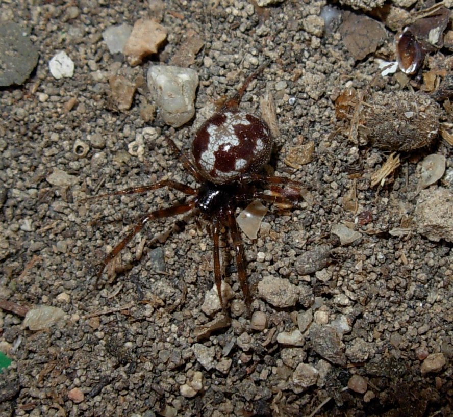 Steatoda triangulosa