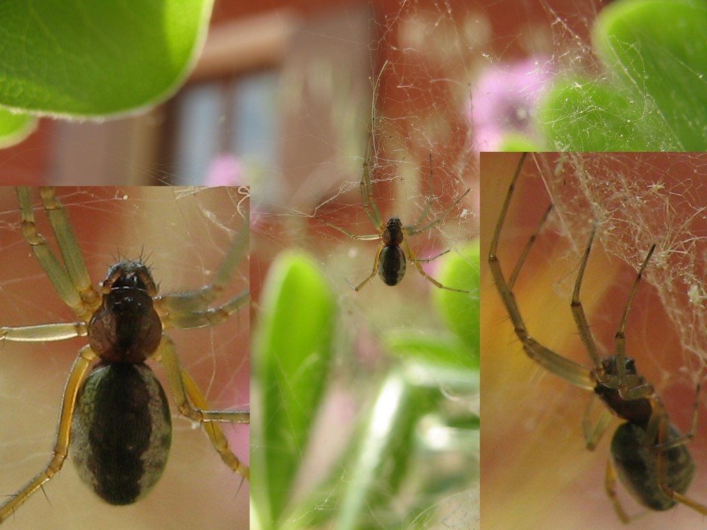 chi riconosce i Linyphiidae?