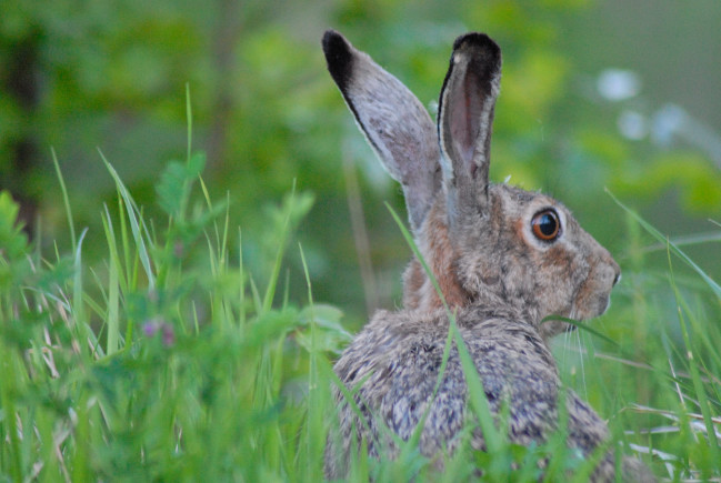 RODITORI E LAGOMORFI SELVATICI