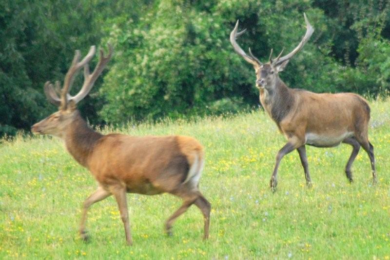 PASSIONE PER IL CERVO