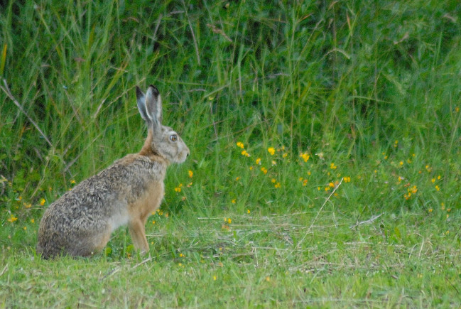 RODITORI E LAGOMORFI SELVATICI