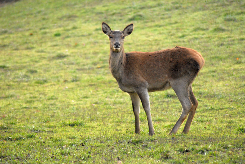 PASSIONE PER IL CERVO