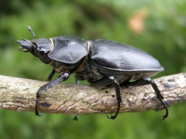 Lucanus cervus femmina