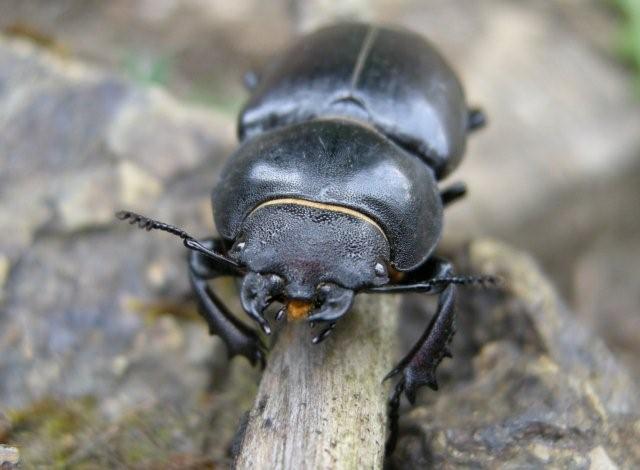 Lucanus cervus femmina