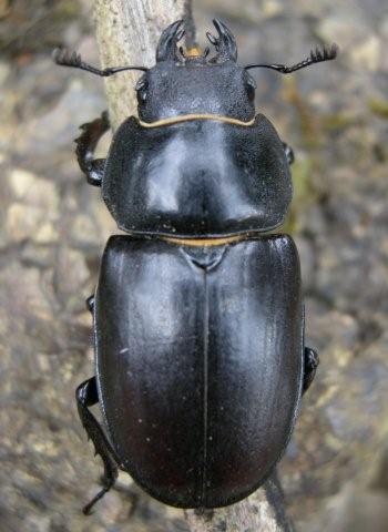 Lucanus cervus femmina