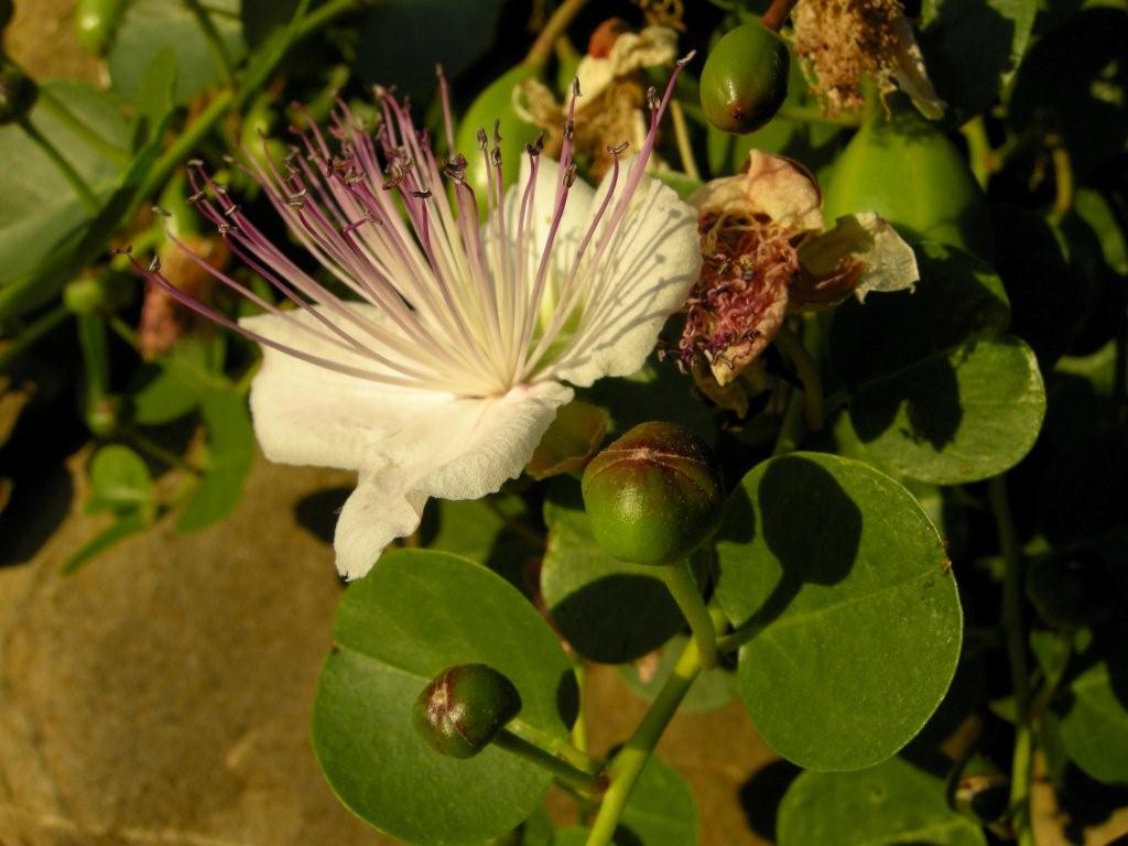 Capparis spinosa / Cappero comune