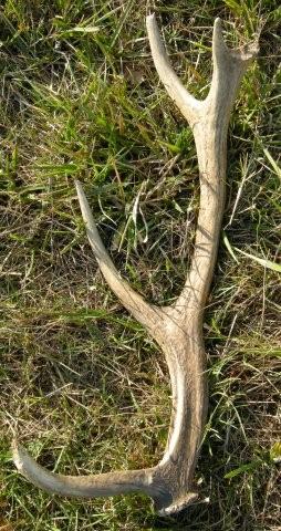 PASSIONE PER IL CERVO