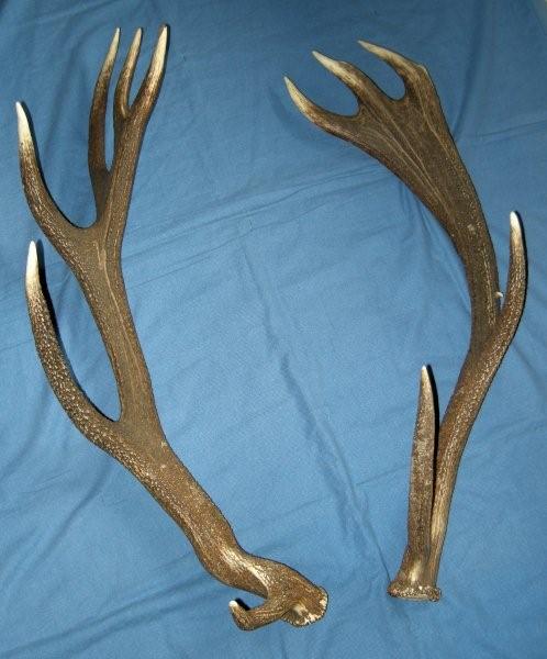 PASSIONE PER IL CERVO