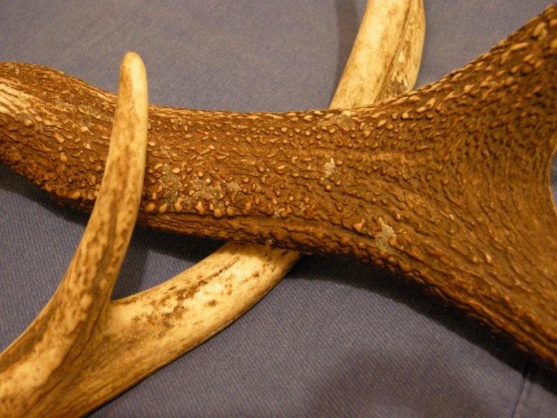 PASSIONE PER IL CERVO