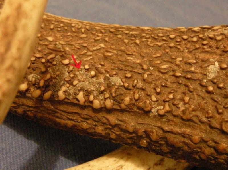 PASSIONE PER IL CERVO