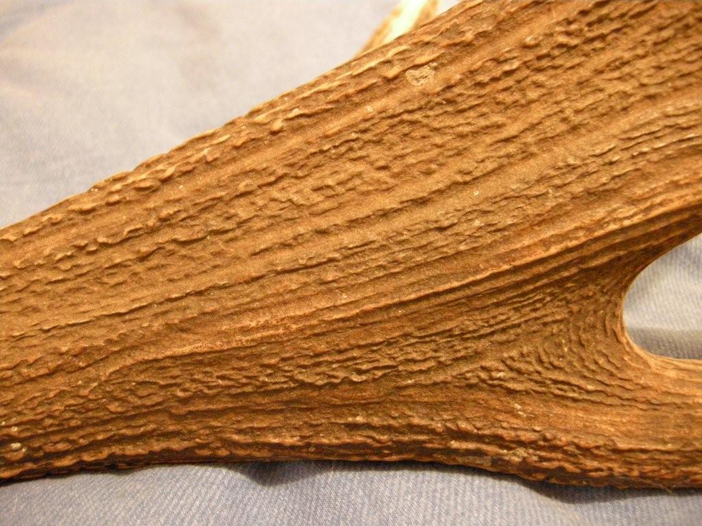 PASSIONE PER IL CERVO