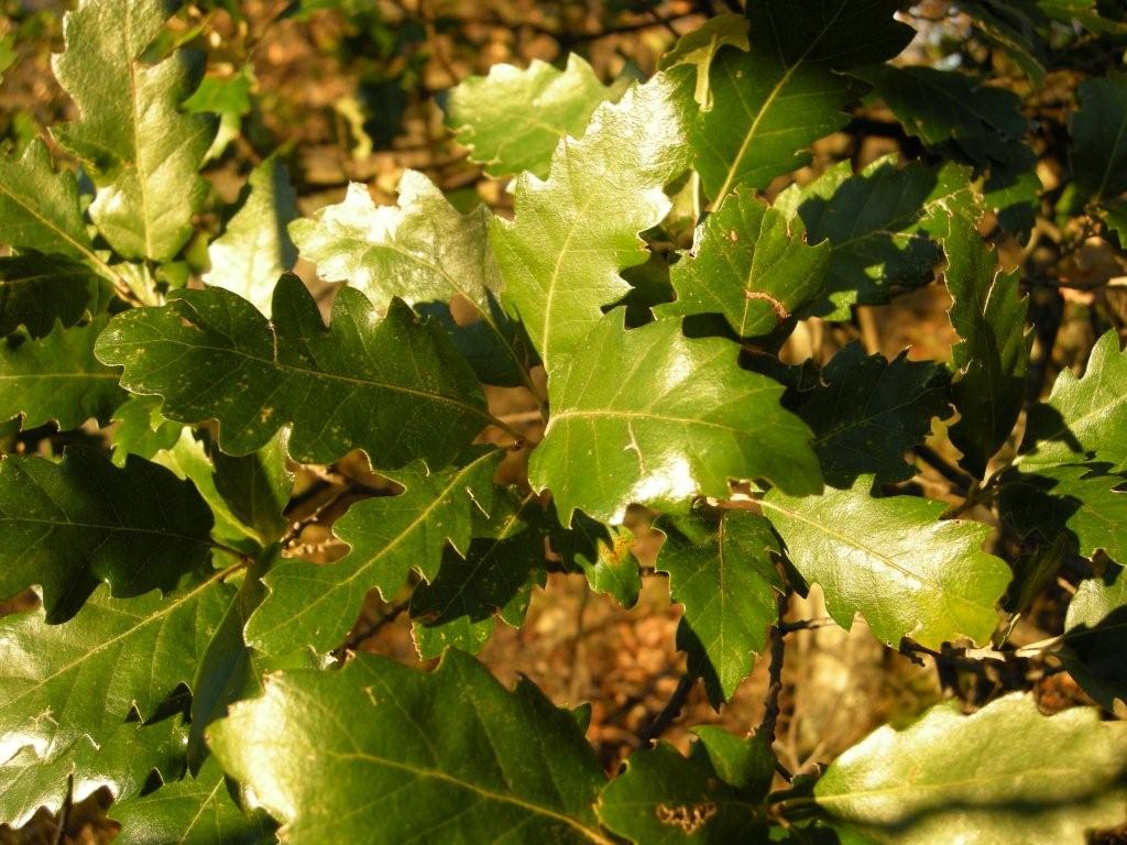 Quercus crenata  / Cerrosughera