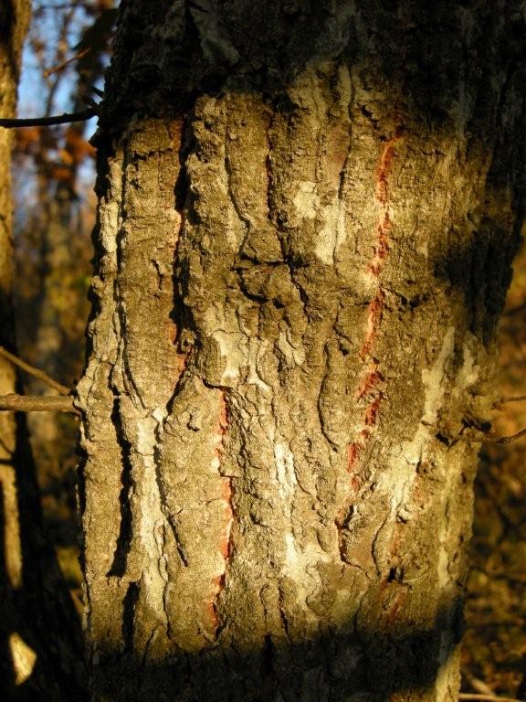 Quercus crenata  / Cerrosughera