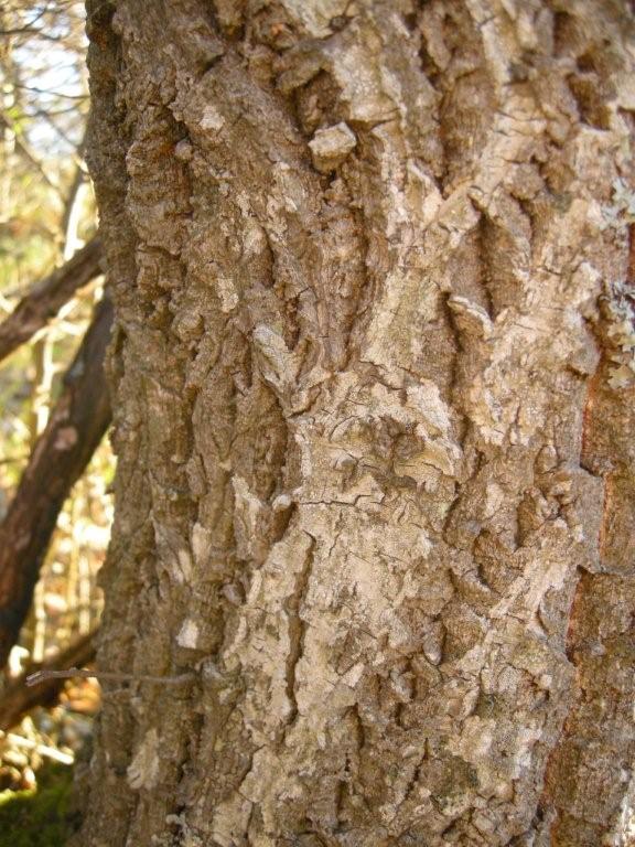 Quercus crenata  / Cerrosughera
