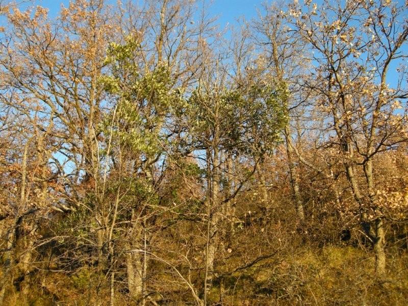 Quercus crenata  / Cerrosughera