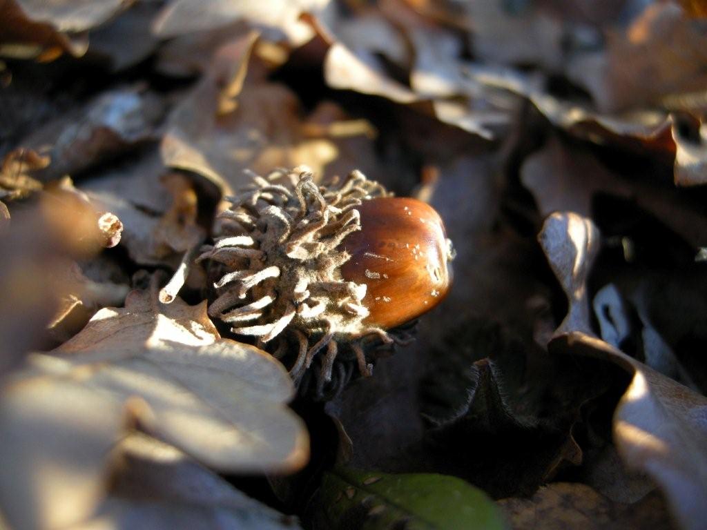 Quercus crenata  / Cerrosughera