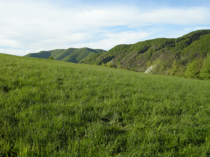 Tracce della presenza del lupo