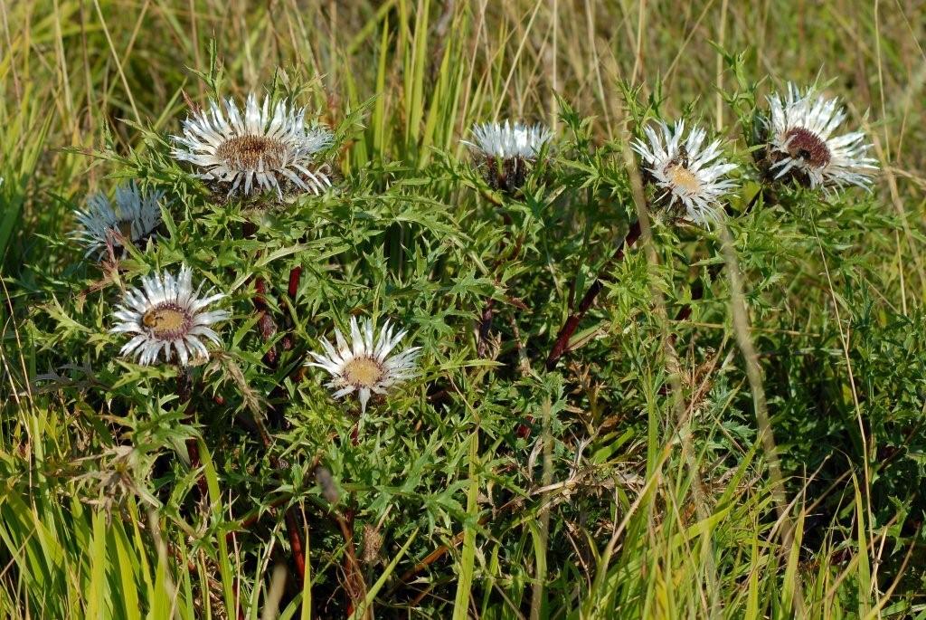 Carlina acaulis ssp. caulescens