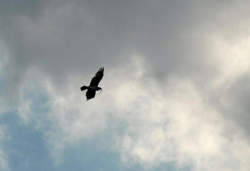 Curiosit su un rapace [Biancone]