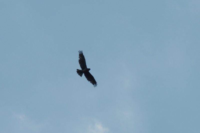 Curiosit su un rapace [Biancone]