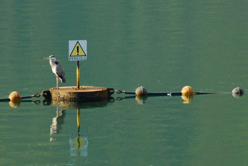 Avifauna humor