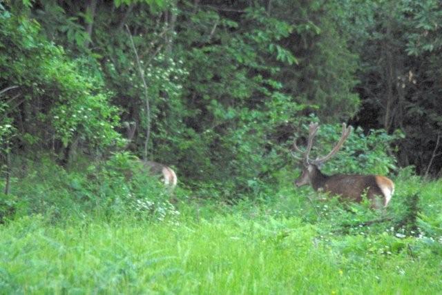 QUIZ:  INDOVINA L''UNGULATO!!! (per i non 